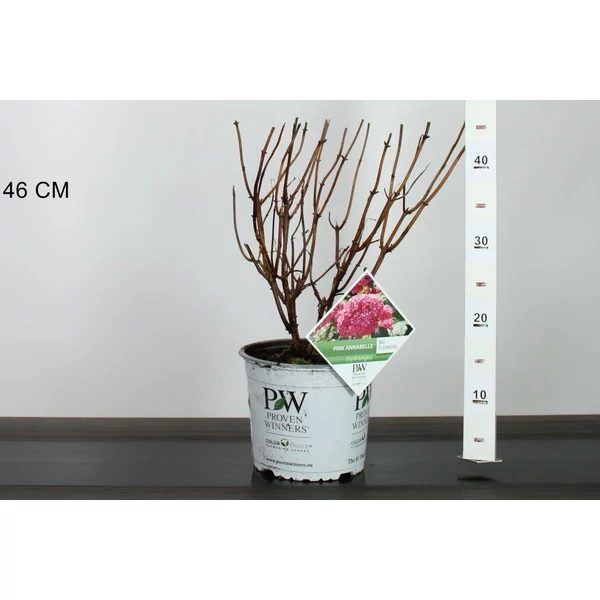 Cserjés hortenzia  HYDRANGEA ARBORESCENS PINK ANNABELLE 30/40 K3