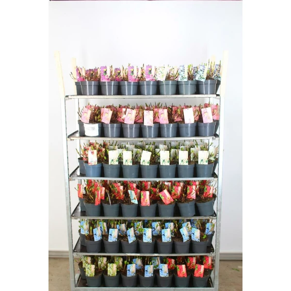 Kerti hortenzia  HYDRANGEA MACROPHYLLA K2