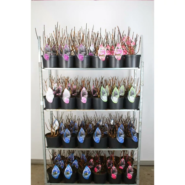 Kerti hortenzia  HYDRANGEA MACROPHYLLA BLACK STEEL 30/35 CS23