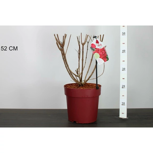 Bugás hortenzia  HYDRANGEA PANICULATA BLOODY MARIE K6