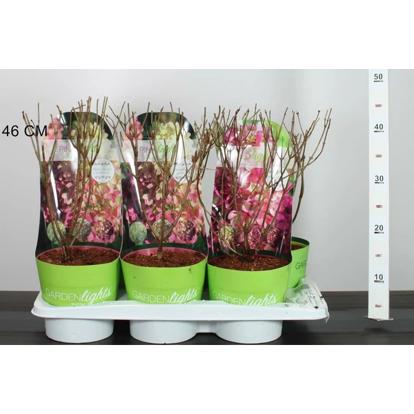 Bugás hortenzia  HYDRANGEA PANICULATA GARDEN LIGHTS K2