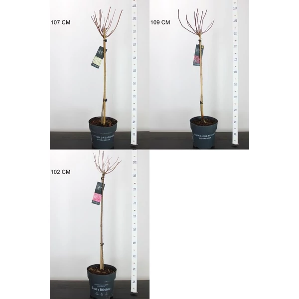 Bugás hortenzia  HYDRANGEA PANICULATA LIVING CREATIONS T60 K5