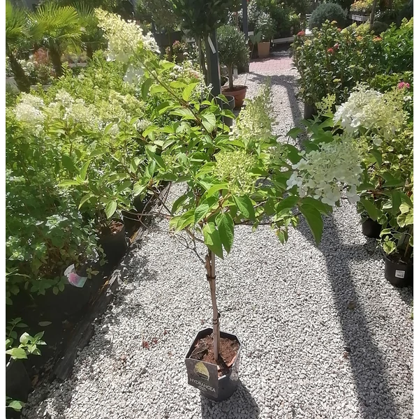 Bugás hortenzia  HYDRANGEA PANICULATA POLAR BEAR T60 K4,5