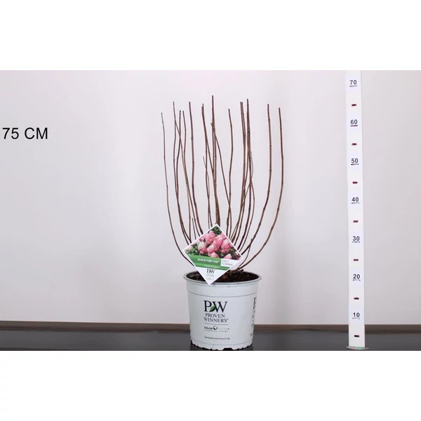 Bugás hortenzia  HYDRANGEA PANICULATA QUICKFIRE FAB 40/50 K5