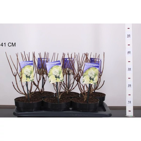 Bugás hortenzia  HYDRANGEA PANICULATA SILVER DOLLAR 30/40 K2