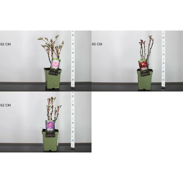 Fás bazsarózsa PAEONIA SUFFRUTICOSA K5