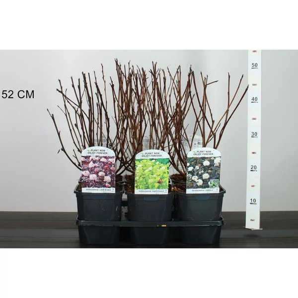 Hólyagvessző   PHYSOCARPUS OPULIFOLIUS FAJTÁK 40/50 K2