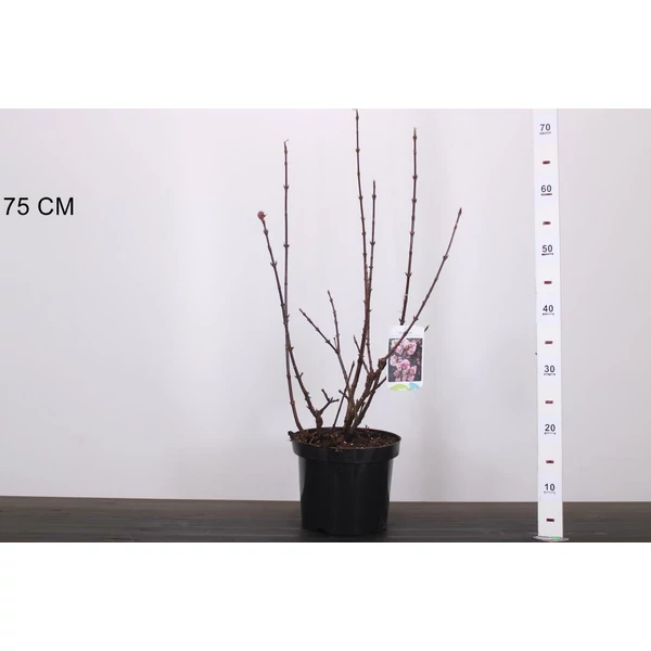 Kikeleti bangita   VIBURNUM BODNANTENSE CHARLES LAMONT 40/50 K4