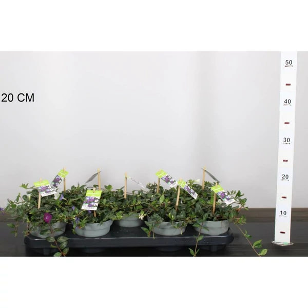 Kis meténg   VINCA MINOR 10/20 CS12