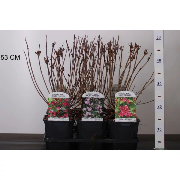Rózsalonc    WEIGELA FLORIDA FAJTÁK 40/50 K2
