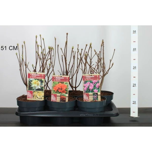 Japán azálea   AZALEA KNAPHILL 40CM K2
