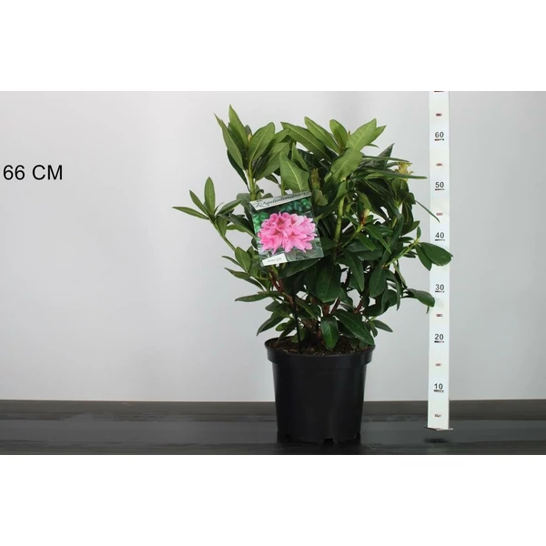 Havasszépe   RHODODENDRON COSMOPOLITAN 30/40 K5