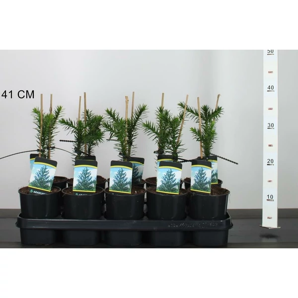 Chilei fenyő ARAUCARIA ARAUCANA 15/20 K1
