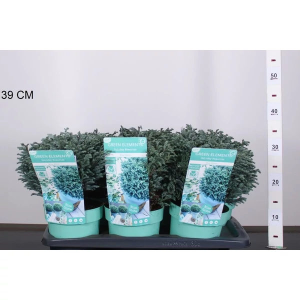 Szavára álciprus   CHAMAECYPARIS PISIFERA BLUE MOON 25/30 K2