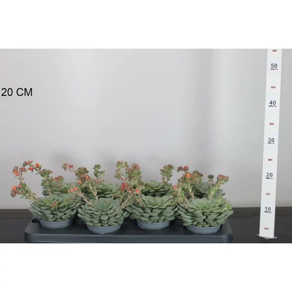 Fás kövirózsa ECHEVERIA DONDO 15CM CS11