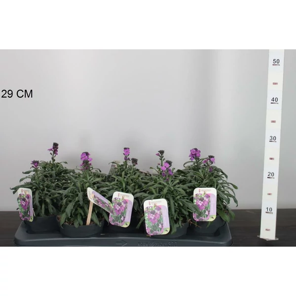 RepcsényERYSIMUM BOWLES MAUVE CS13