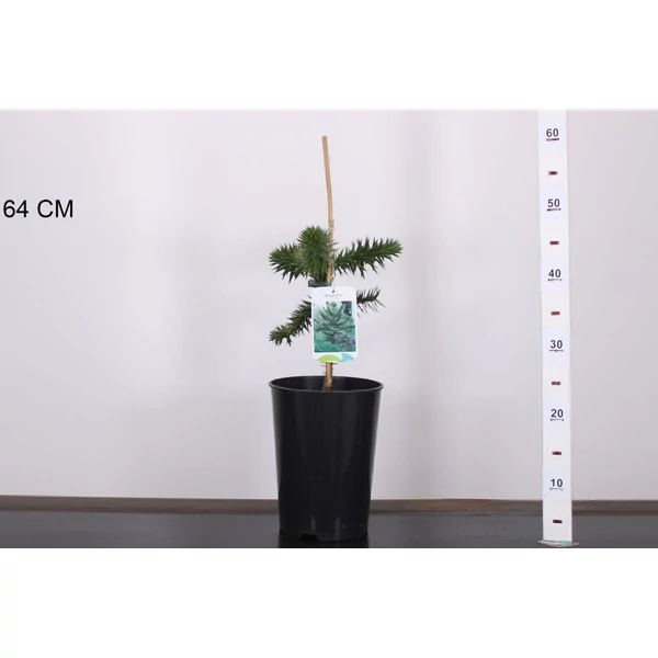 Chilei fenyő  ARAUCARIA ARAUCANA 25/30 K4