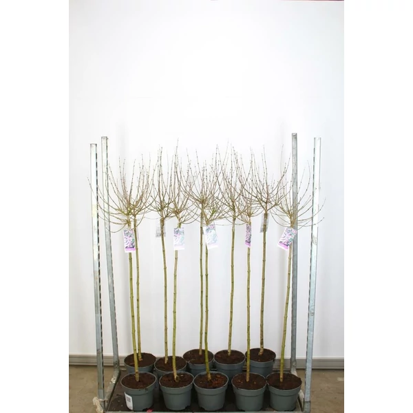 Törpe orgona SYRINGA MEYERI PALIBIN T100 K5