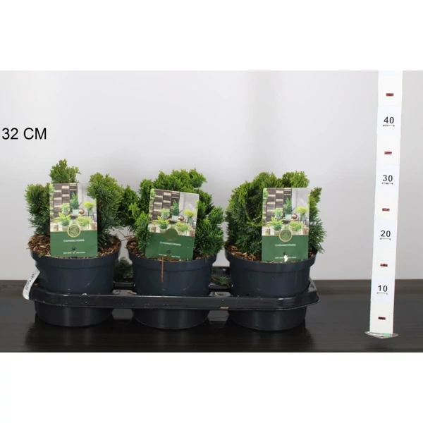 Hinoki hamisciprus   CHAMAECYPARIS OBTUSA NANA GRACILIS 15/20 K2,5
