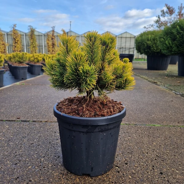 Aranylombú havasi törpefenyő  PINUS MUGO CARSTEN'S WINTERGOLD 20/25 K6