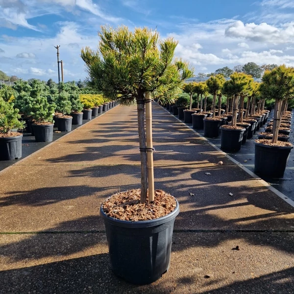 Aranylombú havasi törpefenyő  PINUS MUGO CARSTEN'S WINTERGOLD T40 30CM K18