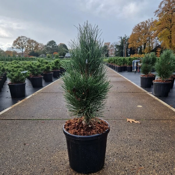 Oszlopos feketefenyő PINUS NIGRA GREEN TOWER 35/40 K8