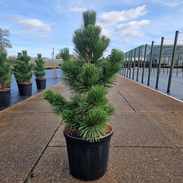 Japán feketefenyő  PINUS THUNBERGII THUNDERHEAD 60/70 K18