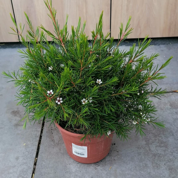 Viaszvirág WAX FLOWER K1,5