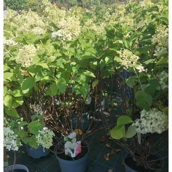 Bugás hortenzia    HYDRANGEA PANICULATA SILVER DOLLAR 70/90 K7,5