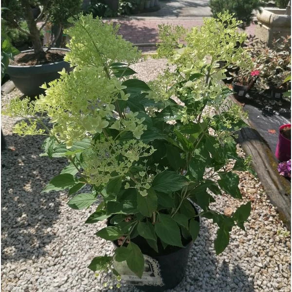 Bugás hortenzia  HYDRANGEA PANICULATA PHANTOM 80/100 K7,5