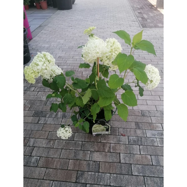 Cserjés hortenzia    HYDRANGEA ARBORESCENS ANNABELLE 25/30 CS17