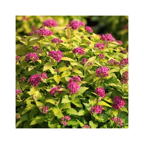 Japán gyöngyvessző   SPIRAEA JAPONICA DOUBLE PLAY MIX 25/30 K3
