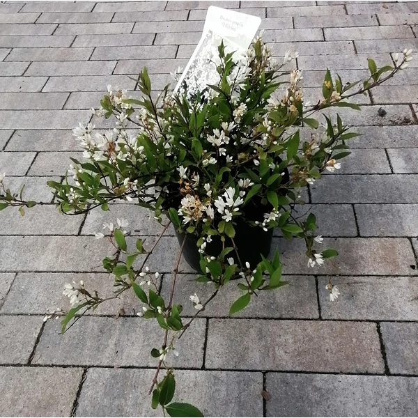 Gyöngyvirágcserje  DEUTZIA GRACILIS NIKKO 40/60 K3