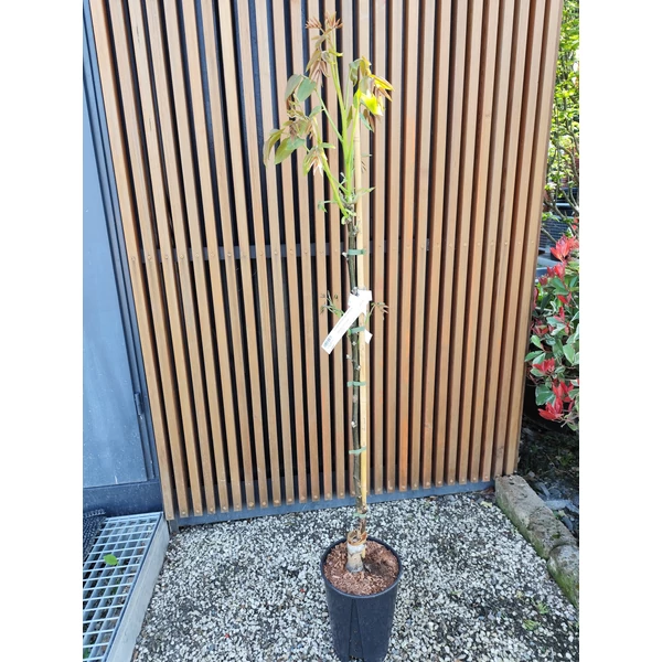 Piros bélű dió JUGLANS REGIA RED RIEF 100/125 K6