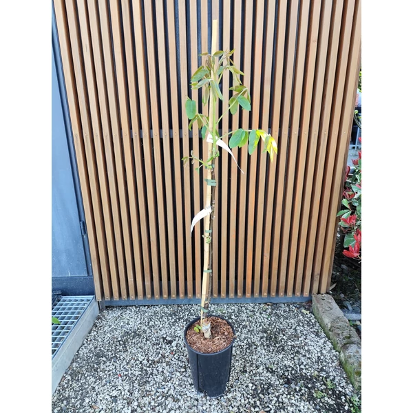 Piros bélű dió JUGLANS REGIA RED PHANTOM 60/80 K6