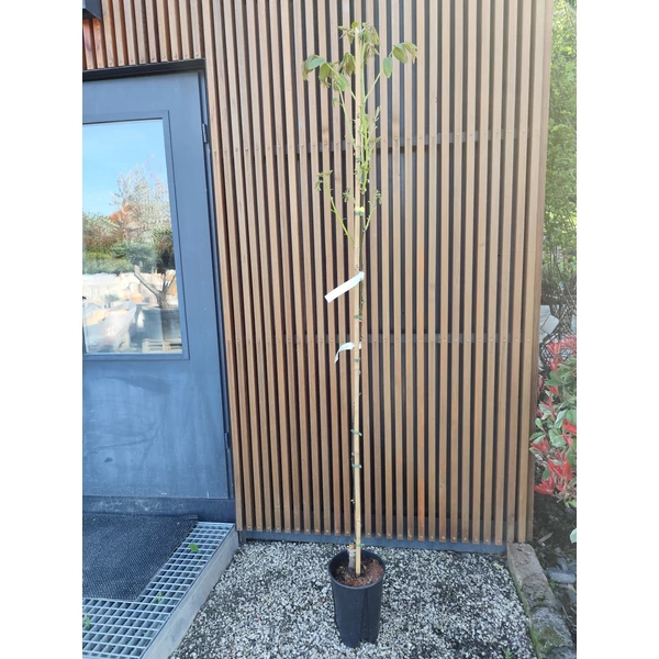 Óriás termésű dió JUGLANS REGIA LANGE VAN LOD 150/175 K6 