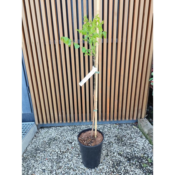 Fekete dió JUGLANS NIGRA 60/80 K6