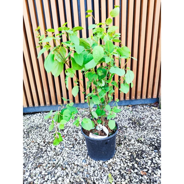 Kislevelű kacsurafa   CERCIDIPHYLLUM JAPONICUM 60/80 K3