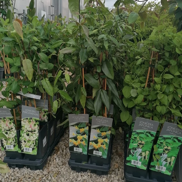 Futó lonc LONICERA FAJTÁK 40/60 K2