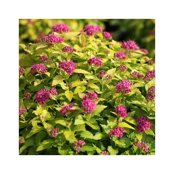 Japán gyöngyvessző   SPIRAEA JAPONICA DOUBLE PLAY BIG BANG 25/30 K3