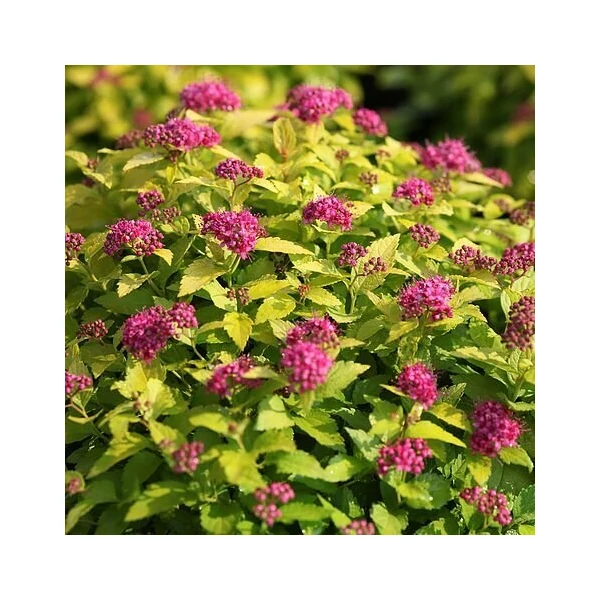 Japán gyöngyvessző   SPIRAEA JAPONICA DOUBLE PLAY ARTIST 20/25 K3