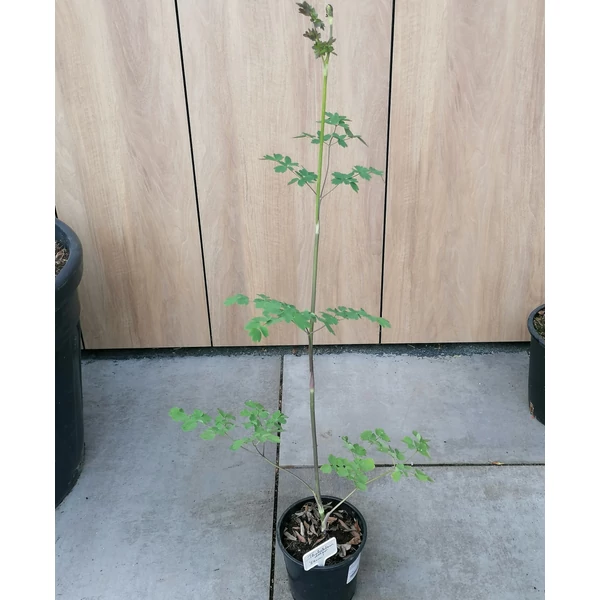 BÓRKÓRÓ THALICTRUM ELIN CS14