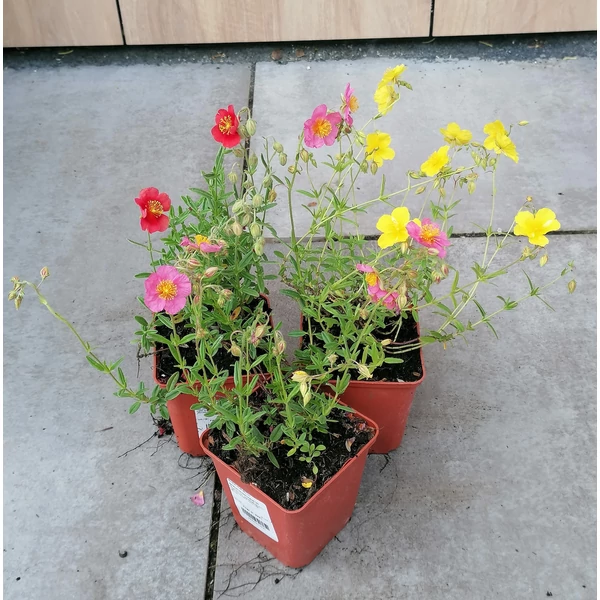 Napvirág HELIANTHEMUM CS9