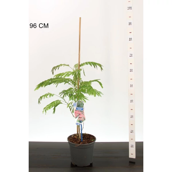 Selyemakác  ALBIZIA JULIBRISSIN OMBRELLA 40/50 CS19