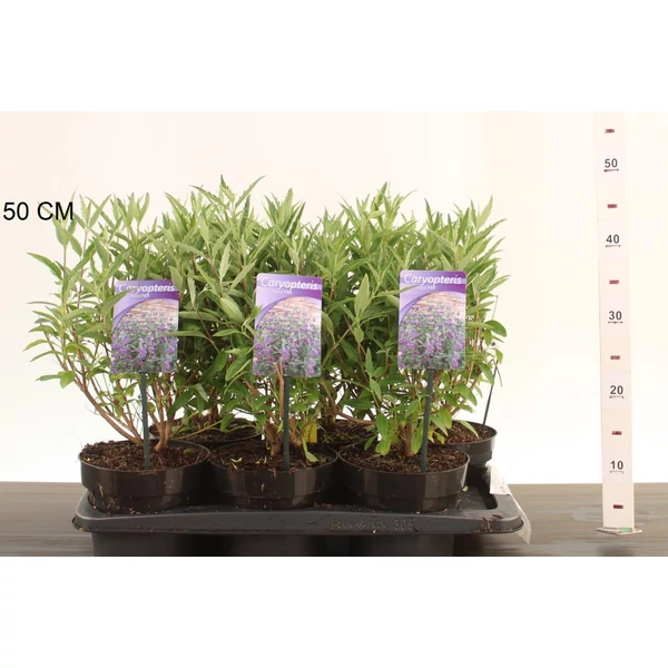 Angol kékszakáll  CARYOPTERIS CLANDONENSIS THETIS 25/30 K2