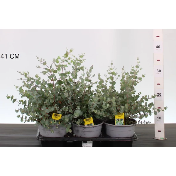 Havasi eukaliptusz    EUCALYPTUS GUNNII CS14