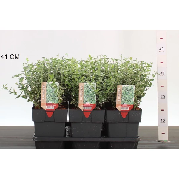 Repkény kecskerágó   EUONYMUS FORTUNEI EMERALD GAIETY 20CM K2,5