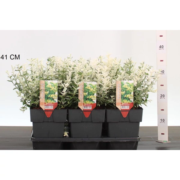 Repkény kecskerágó   EUONYMUS FORTUNEI HARLEQUIN 20CM K2,5
