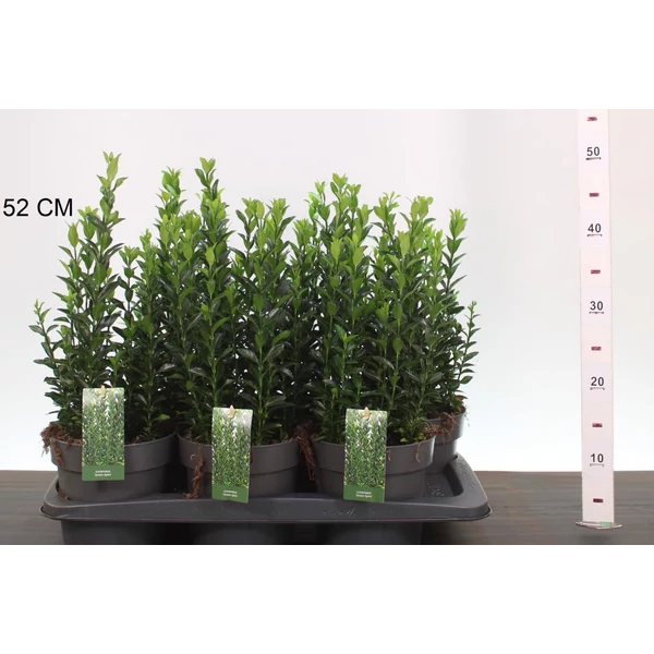 Japán kecskerágó   EUONYMUS JAPONICUS GREEN SPIRE 35/40 CS17