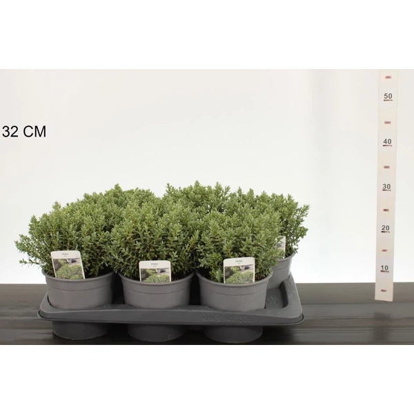 Veronika cserje   HEBE PINGUIFOLIA SUTHERLANDII K2